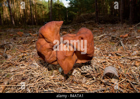 Faux à capuchon (Gyromitra infula, Morel) Banque D'Images