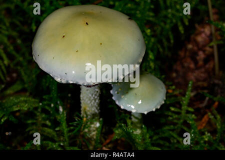 Roundhead bleu, (Stropharia caerulea) Banque D'Images