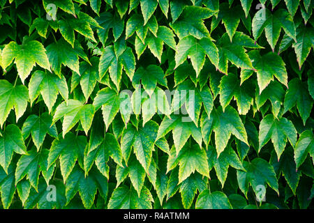 Une masse de vigne rampante ou connu sous le nom de la ou du Parthenocissus tricuspidata Virgina Creeper avant que les feuilles ont changé de couleur couvrant tout le mur d'un bâtiment. Banque D'Images