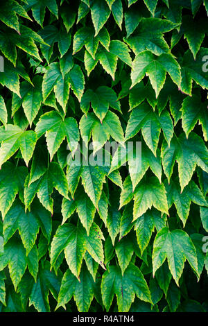 Une masse de vigne rampante ou connu sous le nom de la ou du Parthenocissus tricuspidata Virgina Creeper avant que les feuilles ont changé de couleur couvrant tout le mur d'un bâtiment. Banque D'Images