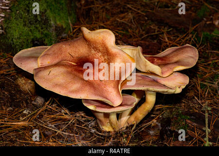 Les prunes et les champignons, crème anglaise (Tricholomopsis rutilans) Banque D'Images