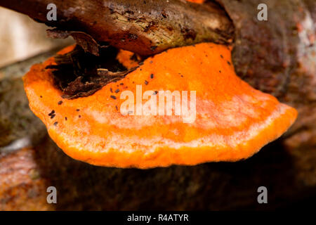 Le cinabre polypore, (Pycnoporus cinnabarinus) Banque D'Images