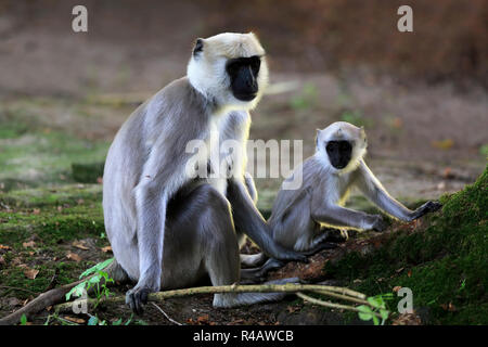 Plaines du Nord Gray Langur, femme avec les jeunes, d'Asie, (Semnopithecus animaux singe) Banque D'Images