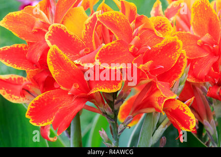 Indian shot, la floraison, l'Allemagne, l'Europe (Canna indica) Banque D'Images