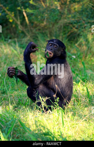 Les bonobos, des profils d'alimentation, de l'Afrique, (pan paniscus) Banque D'Images