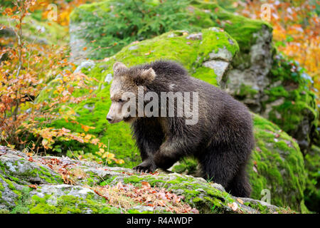 Ours brun eurasien, les jeunes à l'automne, le Parc National de la forêt de Bavière, Allemagne, Europe, (Ursus arctos arctos) Banque D'Images