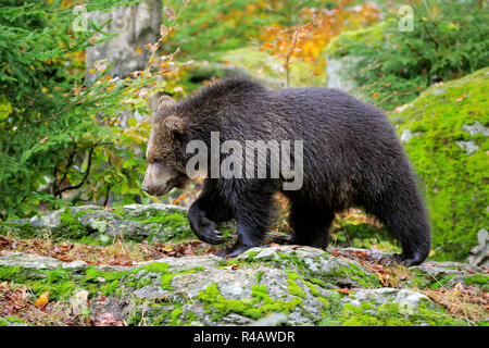 Ours brun eurasien, les jeunes à l'automne, le Parc National de la forêt de Bavière, Allemagne, Europe, (Ursus arctos arctos) Banque D'Images