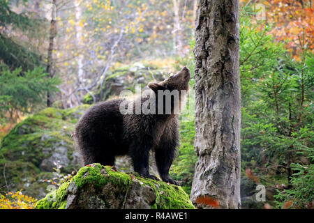 Ours brun eurasien, les jeunes à l'automne, le Parc National de la forêt de Bavière, Allemagne, Europe, (Ursus arctos arctos) Banque D'Images