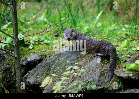 La loutre eurasienne, Parc National de la forêt de Bavière, Allemagne, Europe, (Lutra lutra) Banque D'Images