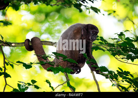 Singe laineux gris, des profils sur l'arbre, l'Amérique du Sud, (Lagothrix lagothricha cana) Banque D'Images