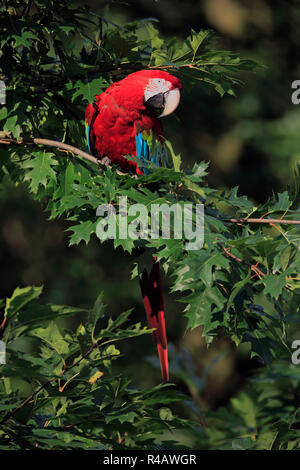 Rouge Bleu et vert, de l'Amérique du Sud, de l'Ara (Ara chloroptera) Banque D'Images