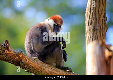 Mangabey à collier, l'Afrique, (Cercocebus torquatus) Banque D'Images