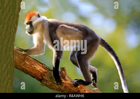 Mangabey à collier, l'Afrique, (Cercocebus torquatus) Banque D'Images