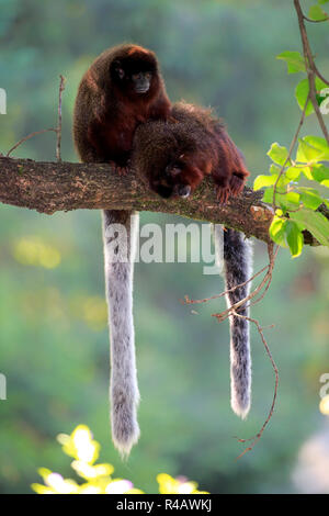 Singe titi sombre des adultes, couple, l'Amérique du Sud, (Callicebus cupreus) Banque D'Images