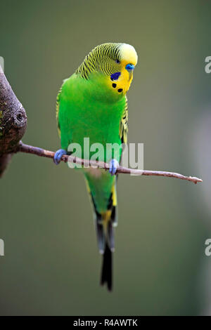 Perruche ondulée, adulte, l'Australie, (Melopsittacus undulatus) Banque D'Images