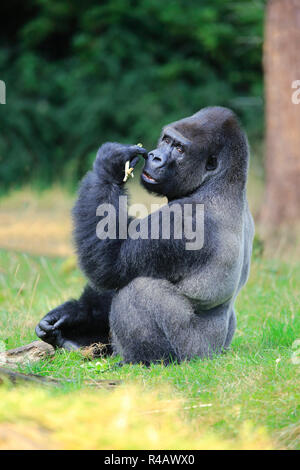 Gorille de plaine de l'Ouest, mâle adulte, l'Afrique, (Gorilla gorilla gorilla) Banque D'Images