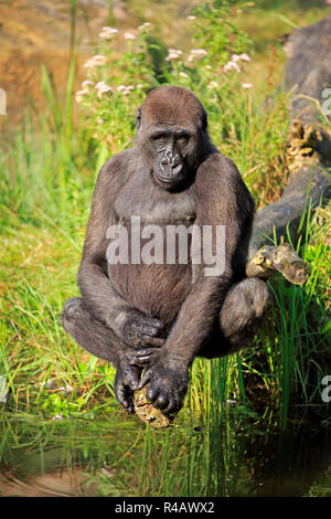 Gorille de plaine de l'Ouest, les femmes adultes à l'eau, l'Afrique, (Gorilla gorilla gorilla) Banque D'Images