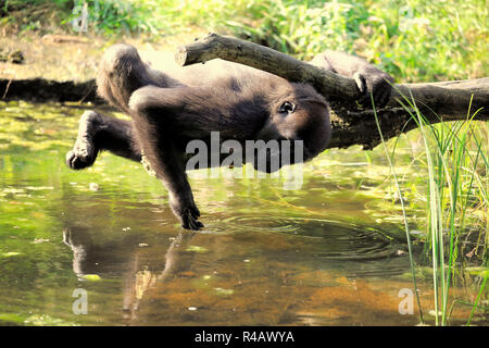 Gorille de plaine de l'Ouest, de l'eau potable, à adultes, de l'Afrique, (Gorilla gorilla gorilla) Banque D'Images