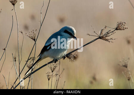 Grande migratrice gris, Bavière, Allemagne, (Lanius excubitor) Banque D'Images