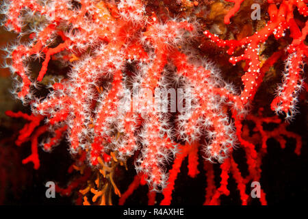 Le corail rouge, Méditerranée, Europe, (Corallium rubrum) Banque D'Images