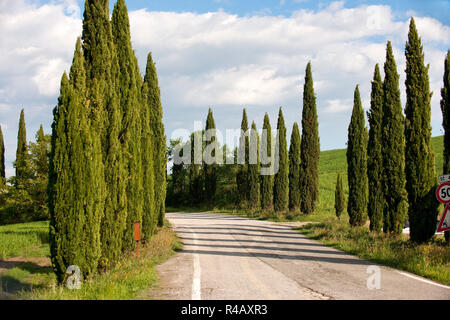 Country Road, cyprès, Toscane, Italie, Europe, (Cupressus sempervirens) Banque D'Images