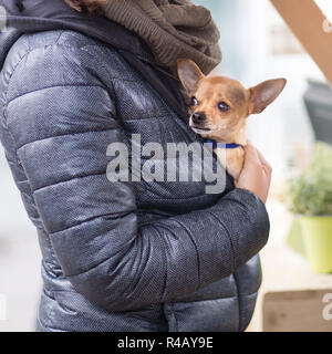 Femme tenant une petite chihuahua. Banque D'Images