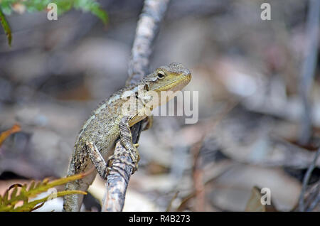 Jacky australiennes indigènes lézard Dragon, Amphibolurus muricatus, famille Agamidae, sur une branche dans la forêt dans le Royal National Park, Sydney, Australie. Banque D'Images