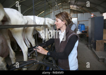 Sélectionneur en barn prêt pour la traite de la chèvre Banque D'Images