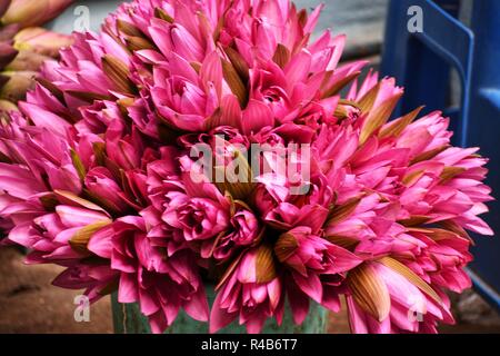 Fleurs de Lotus en vente à l'extérieur d'un temple à Pondichéry Banque D'Images