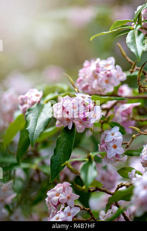 Image en gros plan de la belle du printemps, des fleurs roses de Daphné bholua Postill 'Jacqueline' ou 'Jacqueline' Postill daphné un arbuste à fleurs de printemps. Banque D'Images