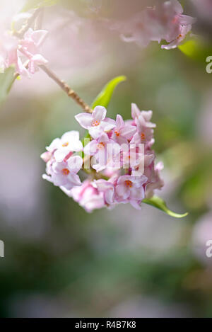 Image en gros plan de la belle du printemps, des fleurs roses de Daphné bholua Postill 'Jacqueline' ou 'Jacqueline' Postill daphné un arbuste à fleurs de printemps. Banque D'Images