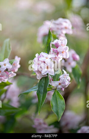 Image en gros plan de la belle du printemps, des fleurs roses de Daphné bholua Postill 'Jacqueline' ou 'Jacqueline' Postill daphné un arbuste à fleurs de printemps. Banque D'Images