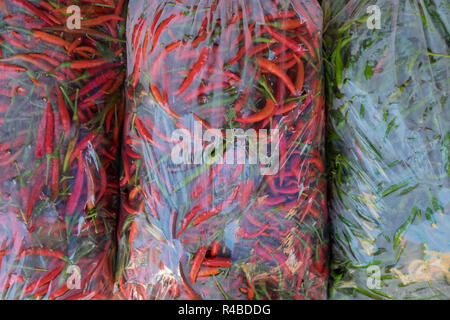 Énormes sacs de piments frais dans un marché à Hat Yai, Thaïlande. Banque D'Images