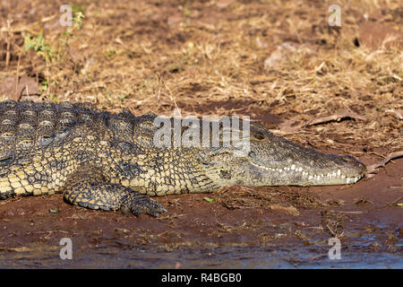 Le crocodile du Nil au repos sur les bords de la rivière, bouche ouverte montrant les dents dans la rivière Chobe, au Botswana safari wildlife Banque D'Images