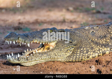 Le crocodile du Nil au repos sur les bords de la rivière, bouche ouverte montrant les dents dans la rivière Chobe, au Botswana safari wildlife Banque D'Images