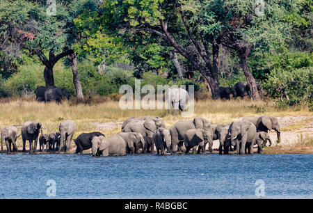 Troupeau d'éléphants africains avec des bébés, Loxodonta sur l'eau dans la bande de Caprivi Bwabwata, Game Park, Namibie, Afrique safari wildlife and wilderness Banque D'Images