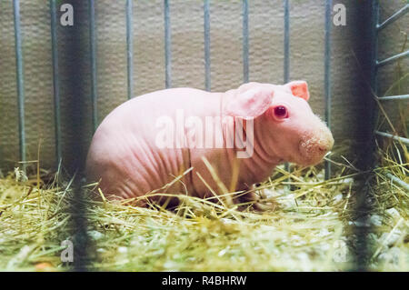 Salon national des animaux de l'agriculture 2018 Chovatel (élevage) Lysa nad Labem, Nymburk, Bohême centrale, en République tchèque, le 24 novembre Banque D'Images