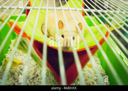 Salon national des animaux de l'agriculture 2018 Chovatel (élevage) Lysa nad Labem, Nymburk, Bohême centrale, en République tchèque, le 24 novembre Banque D'Images