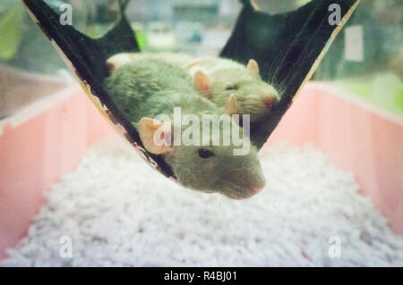 Salon national des animaux de l'agriculture 2018 Chovatel (élevage) Lysa nad Labem, Nymburk, Bohême centrale, en République tchèque, le 24 novembre Banque D'Images