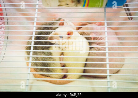 Salon national des animaux de l'agriculture 2018 Chovatel (élevage) Lysa nad Labem, Nymburk, Bohême centrale, en République tchèque, le 24 novembre Banque D'Images