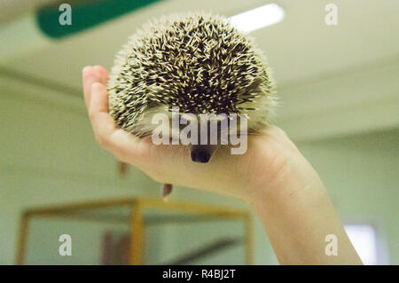 Salon national des animaux de l'agriculture 2018 Chovatel (élevage) Lysa nad Labem, Nymburk, Bohême centrale, en République tchèque, le 24 novembre Banque D'Images