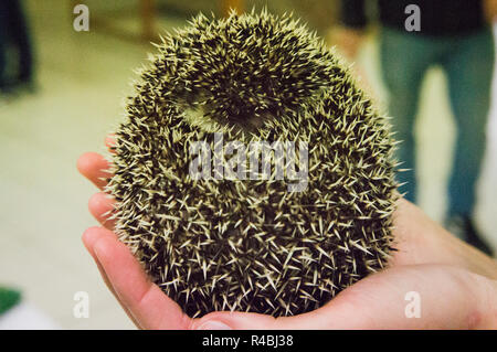 Salon national des animaux de l'agriculture 2018 Chovatel (élevage) Lysa nad Labem, Nymburk, Bohême centrale, en République tchèque, le 24 novembre Banque D'Images