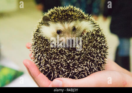 Salon national des animaux de l'agriculture 2018 Chovatel (élevage) Lysa nad Labem, Nymburk, Bohême centrale, en République tchèque, le 24 novembre Banque D'Images