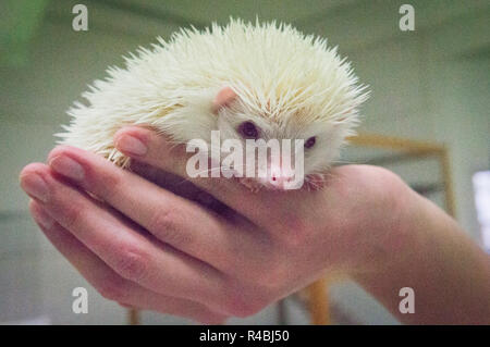 Salon national des animaux de l'agriculture 2018 Chovatel (élevage) Lysa nad Labem, Nymburk, Bohême centrale, en République tchèque, le 24 novembre Banque D'Images