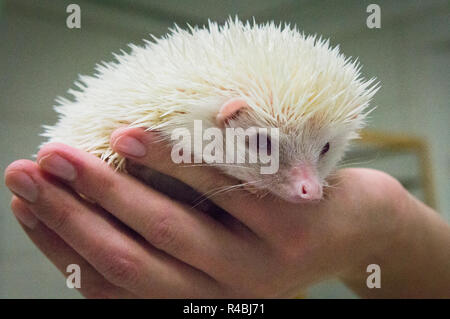 Salon national des animaux de l'agriculture 2018 Chovatel (élevage) Lysa nad Labem, Nymburk, Bohême centrale, en République tchèque, le 24 novembre Banque D'Images
