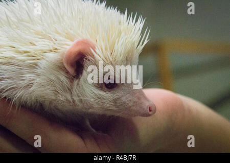 Salon national des animaux de l'agriculture 2018 Chovatel (élevage) Lysa nad Labem, Nymburk, Bohême centrale, en République tchèque, le 24 novembre Banque D'Images