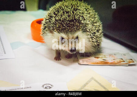Salon national des animaux de l'agriculture 2018 Chovatel (élevage) Lysa nad Labem, Nymburk, Bohême centrale, en République tchèque, le 24 novembre Banque D'Images