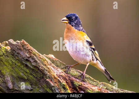 Pinson du nord (Fringilla montifringilla) oiseau sur branche avec arrière-plan flou Banque D'Images