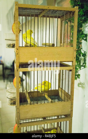 Salon national des animaux de l'agriculture 2018 Chovatel (élevage) Lysa nad Labem, Nymburk, Bohême centrale, en République tchèque, le 24 novembre Banque D'Images