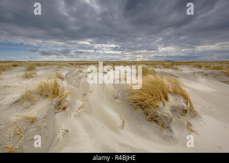 Processus de formation de dunes côtières sur l'île inhabitée Rottumerplaat dans la mer de Wadden, Pays-Bas Banque D'Images